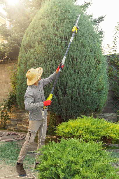 Tree Root Removal in Lorain, OH